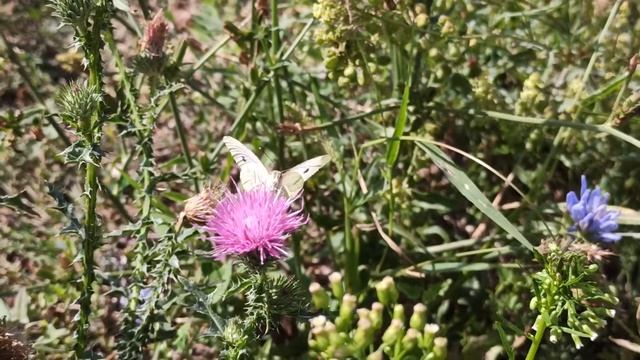 КАПУСТНИЦА или РЕПНИЦА (что это за бабочка на видео?) смотреть онлайн