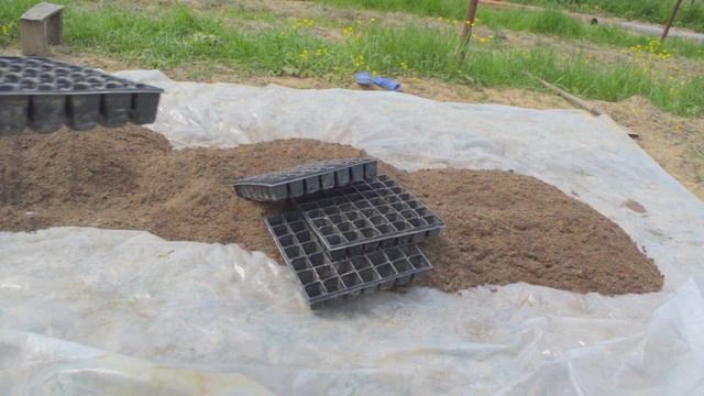 Самый простой способ посеять огурцы в кассеты!Часть 1. смотреть онлайн