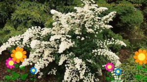 Спирея ниппонская Уайт Карпет. Краткий обзор, описание характеристик spiraea nipponica White Carpet