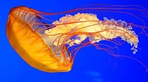 Эти удивительные медузы..mp4