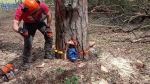 Валка наклоненой сосны // Сложное дерево // Stihl ms661