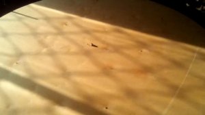 Барабан на поле чудес