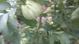 Томаты Пинк Парадайз, Пинк Клейр  для Теплиц.