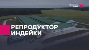 Репродуктор индейки
