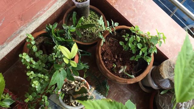 Mint, cactus,hibiscus local смотреть онлайн