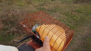 ТРАВА ДЛЯ ЧАЯ/ СБОР БАРАНЧИКОВ / ВСЁ РАСТЁТ ПОД НОГАМИ/
