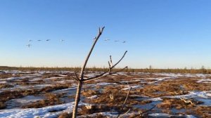 Охота на гусей в Архангельской области 2018г.