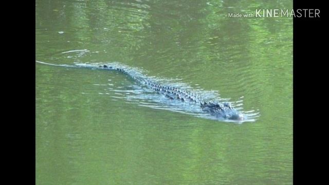 Аллигатор/Все о животных/Repteloid смотреть онлайн