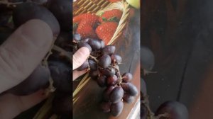 Огромный виноградище