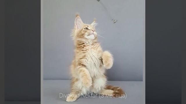 Нектар (Divokun Nektar) 3 месяца. Мейн кун кремовый мрамор (mco e22) смотреть онлайн