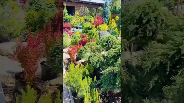 Клен на штамбе Кримсон Сентри ,(Acer platanoides Crimson Sentry)❤️???? смотреть онлайн