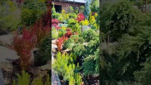 Клен на штамбе Кримсон Сентри ,(Acer platanoides Crimson Sentry)❤️????