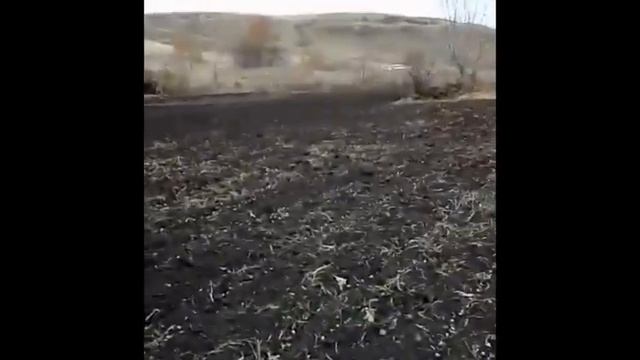 Посадка чеснока мотоблоком. Озимый чеснок на 50 сотках
