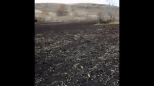 Посадка чеснока мотоблоком. Озимый чеснок на 50 сотках