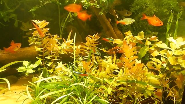 Апгрейд аквариума с тетрами. смотреть онлайн