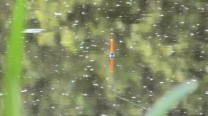 Ливерная мука для рыбалки своими руками. DIY Liver Powder for Fishing.