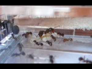 Муравьи жнецы Messor structor Неделя после заселения