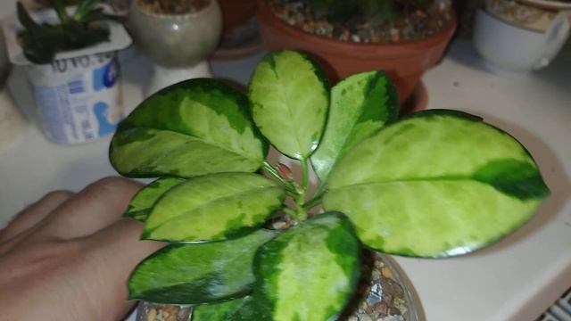 мои цветы в спальне на окне декабрь #комнатныецветы #цветы #адениум #эхиверия #лечуза #суккуленты смотреть онлайн