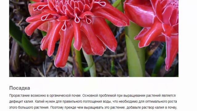 Этлингера. Красивые растения для дома и дачи. смотреть онлайн