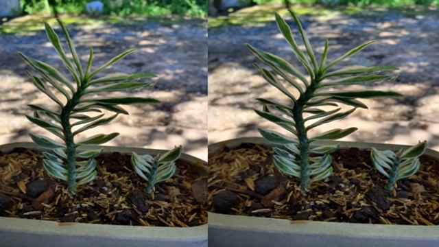 เสริมดวงโชคลาภ!!!ความลับบันไดเศรฐีด่าง ไม้มงคล ปลูกทิศไหนเสริมดวงชะตาทางการเงิน พร้อมคาถาเรียกทรัพย смотреть онлайн