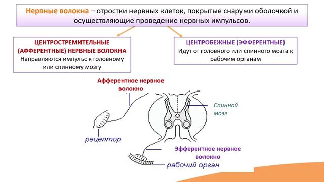 4.1. Нервная система. синапс