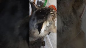 ? Быстрый ужин кота д-177 Паштет для кошек с индейкой