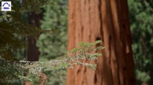 Redwoods Sequoia national Park California