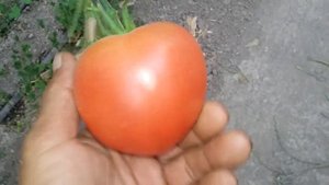 Зеленое пятно на плодах томата .