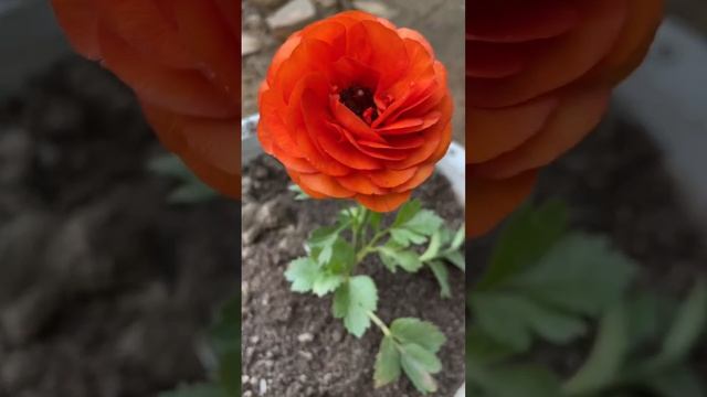 Beautiful orange Ranunculus flower #floweroftheday #naturelovers #flowerbeauty