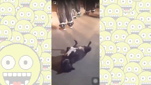 Приколы 2020 Тест на психику Попробуй не засмеяться серия 2