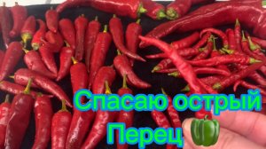 Спасаю острый перец! 🌶️ Готовлю тушеную картошечку! Как сохранить КИЗИЛ на зиму??