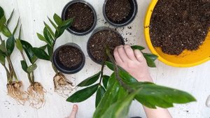 Деление Замиокулькаса и пересадка, как разделить долларовое дерево, стимулируем рост новой листвы