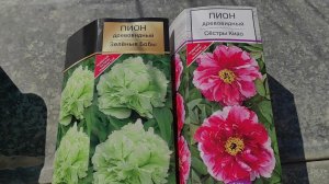 ПОКУПКА ПИОНА В КОРОБКЕ. КАК ЕГО СОХРАНИТЬ ДО ВЫСАДКИ В ГРУНТ? #пионвкоробке #каксохранить #цветы