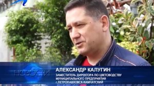 Камчатка: Цветы к лету