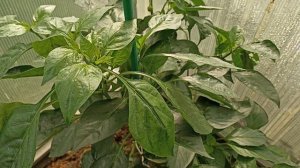 Баклажаны перцы огурцы после обработки 31