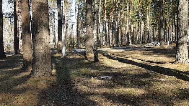 Сибирские просторы. Весна красна. Птицы поют.
