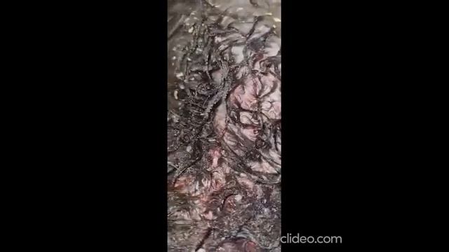 Опарыши заживо едят кот...УЖАС...СРОЧНОЕ СПАСЕНИЕ. ЧИТАТЬ ОПИСАНИЕ 26.05.21 Дай лапу друг смотреть онлайн