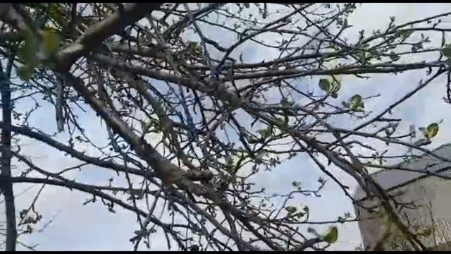 Тля на плодовых деревьях. Супер способ уничтожение тли, не применяя химические средства. смотреть онлайн