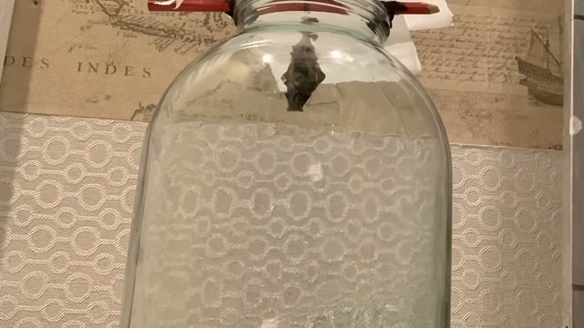 Рождение тропической бабочки Птицекрылки смотреть онлайн