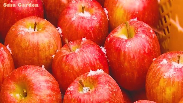 How Farmers Harvest Farm Apples,Modern Agricultural Machinery on Another,Farming Documentary