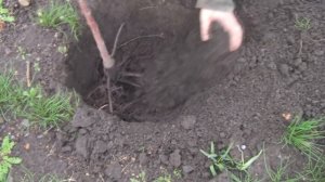 Черешня.Посадка и Обрезка Черешни Весной.