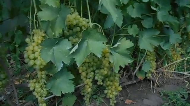 Виноград Супер-Экстра в 2020 году