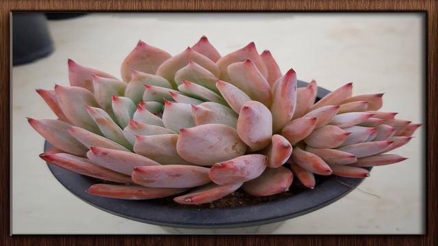 (( Echeveria colorata )) planta suculenta muito elegante de fácil cultivo смотреть онлайн