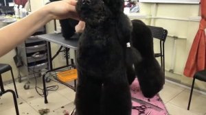 Стрижка пуделя - азиатский стиль ✂️❤️
