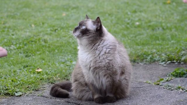 ФУТАЖ. ПИТОМЦЫ. Пушистый голубоглазый кот (Footage. Animals. Fluffy blue-eyed cat)