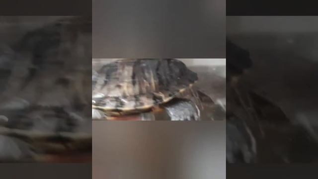 Таких черепах вы ещё не видели!✅наши домашние питомцы✅две пресноводные черепахи ?? смотреть онлайн