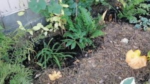 Яблоки в нашем саду в сентябре 2023, обсыпка клумбы хвойным опадом.