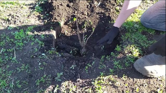 Посадка жимолости весной смотреть онлайн