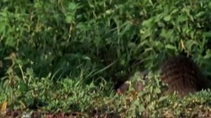 Марабу – огромные Аисты-бандиты! Нападают на Мангустов и поедают других птиц!