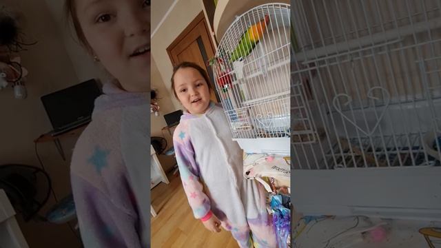 Обзор попугая неразлучник шафера Кеша смотреть онлайн